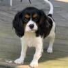 Cavalier King Charles Spaniel Tri color