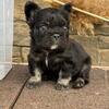 Male big rope fluffy French bulldog