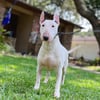 Female bullterrier