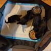 Two females and one male Yorkie terrier puppies for adoption