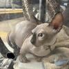 Bambino Sphynx kittens