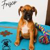 Classic Fawn boxer pup - Frisco