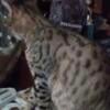 Beautiful Female Savannah Cat