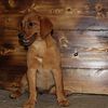 Akc Red Fox Labrador retriever