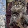 BIG TICA FEMALE MAINECOON txt980-616-0124