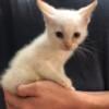 flame point siamese young males