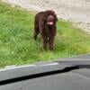 Newfoundland female needs a home