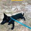 Akc German Shepherd Puppy Solid Black and blaclk and Tan