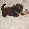 Shihtzu Puppies 
