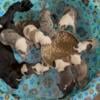 Pied Merle,Blue Tri-Merle and Tri-color Bully Puppies For Sale