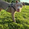 male bully looking for a home!