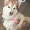 Husky female 6 years old