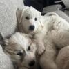 Great Pyrenees Puppies 