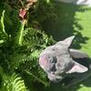 🐾 Stud Service Available – “Jax” the Blue Tri Micro Bully 