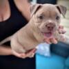 Female pocket bully puppy