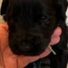 Giant schnauzer puppies for sale.