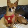 Rehome our pure Male Chihuahua Kai, 5 yrs old