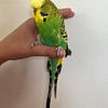 Male Budgie