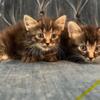 Kittens ready to make you their mama!