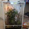 Healthy Emerald Tree Skink with Terrarium Habitat and complete care equipment 