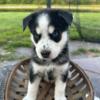 Pomsky male with beautiful blue eyes