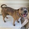 Pitbull cross 31/2 year old female spayed