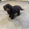 Tiny toy poodle male 4 months 