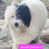 AUSSIEDOODLE FEMALE PUPS EXTREMELY AFFORDABLE