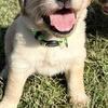 AKC Golden Retriever Puppies 