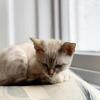 TICA REGISTERED BENGALS AVAILABLE