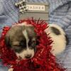 1 left fluffy puppy