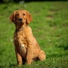 AKC Dark Red Golden Retriever (health and genetic tested parents)