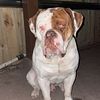 Olde English Bulldogge studding available