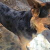 German Shepard and Rottweiler mix puppies