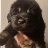 AKC Tibetan Mastiff puppies