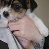 Male Chorkie