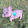 AKC French Bulldog Puppies 