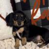 Miniature Dachshund Black & Cream Male