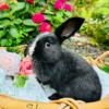 Plush lop baby bunnies