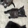 2 male 2 female Maine coons kittens available.