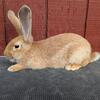 Pedigreed Flemish Giant 