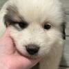 pure bread great pyrenees puppies (Somerset, KY)