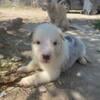 Collie and Heeler puppies