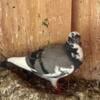 Homing pigeons and pigeon coops for sale