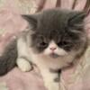 Blue and white Persian MALE kitten