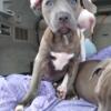 16 weeks puppies need homes ASAP sweet blue nose and American pit mix