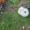 Proven White Teddy Bear Pomeranian Stud Credit