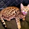 Bengal Boy Kitten for Sale 1800 3 months Old Born July 10th