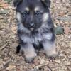 AKC GERMAN SHEPHERD puppies