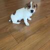 Puppy - Male
